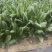 精品大叶波菜大量上市直供平台各大商超