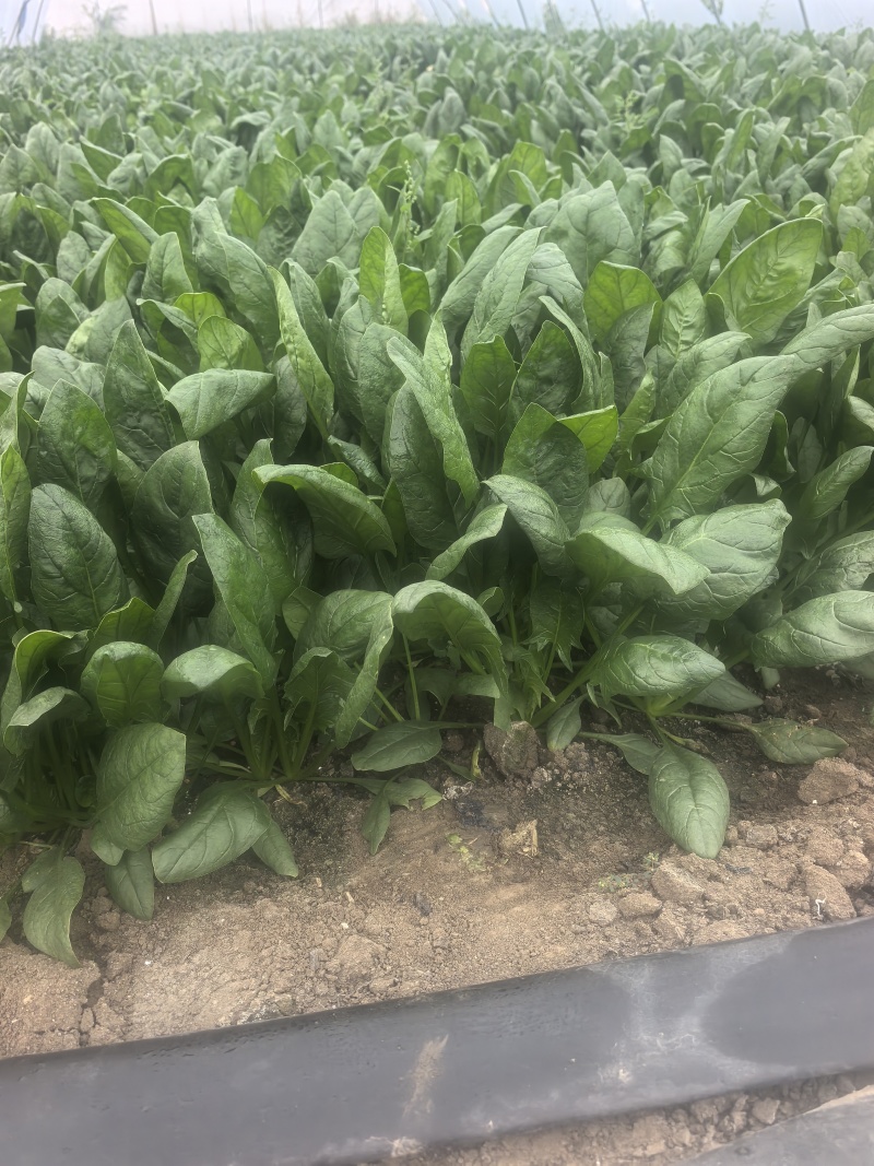 精品大叶波菜大量上市直供平台各大商超