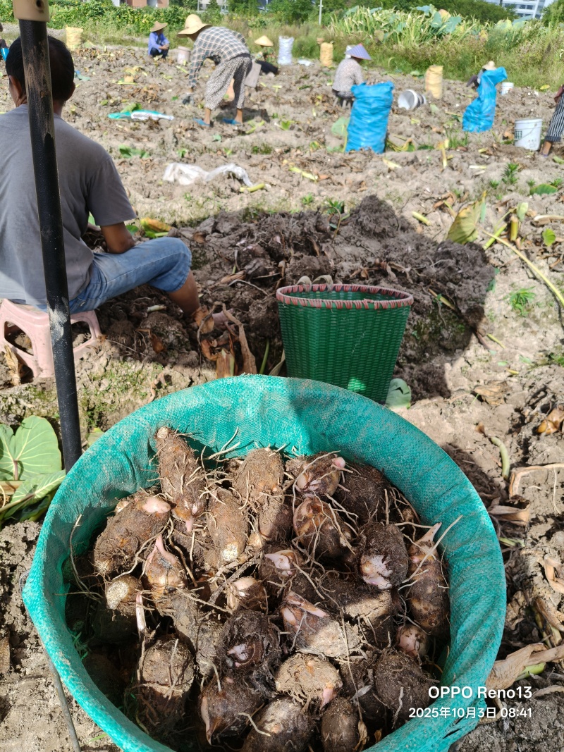 浙江红芽芋，新鲜毛芋软糯香甜，产地直销对接批发市场