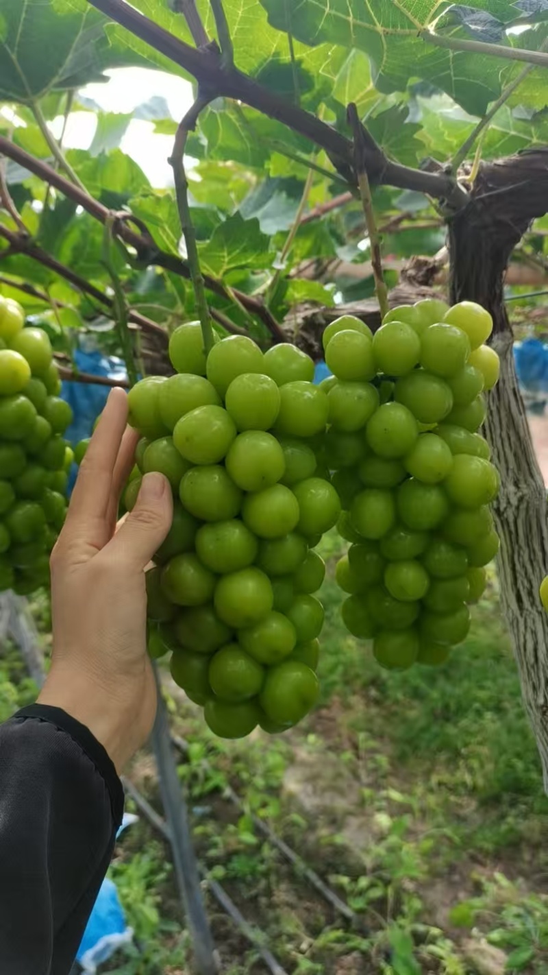 山东阳光玫瑰葡萄，晴王，皮亮肉厚硬度高，山东货糖度高
