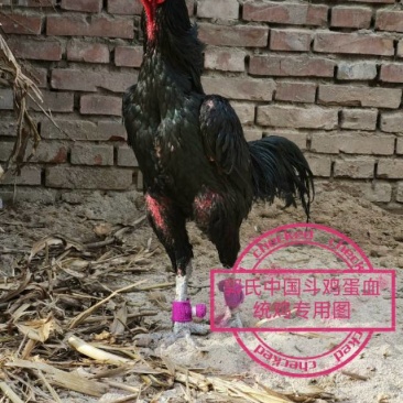 超大号斗鸡种蛋12斤骨架,12元,m155010顺丰