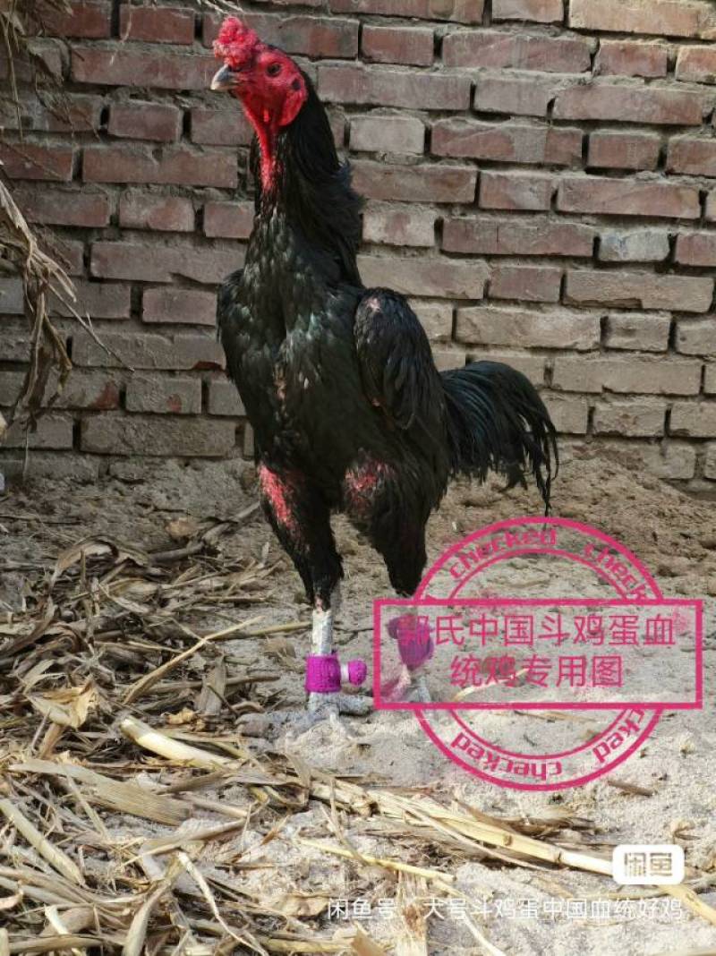 超大号斗鸡种蛋12斤骨架，12元，m155010顺丰