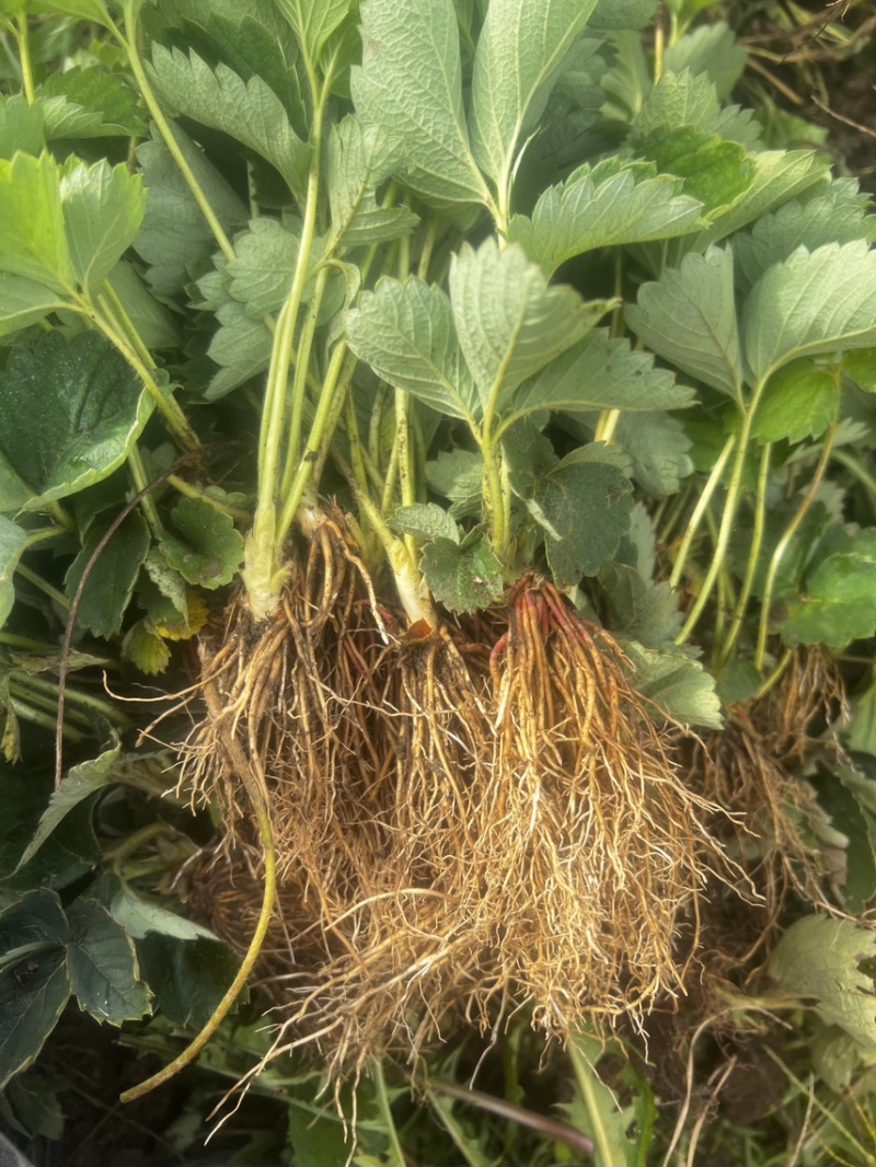 越王草莓苗假一赔十基地直发