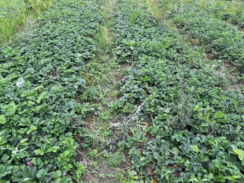 越王草莓苗假一赔十基地直发