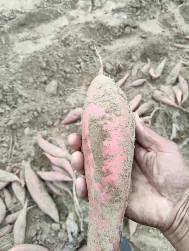 各类红薯大量供应