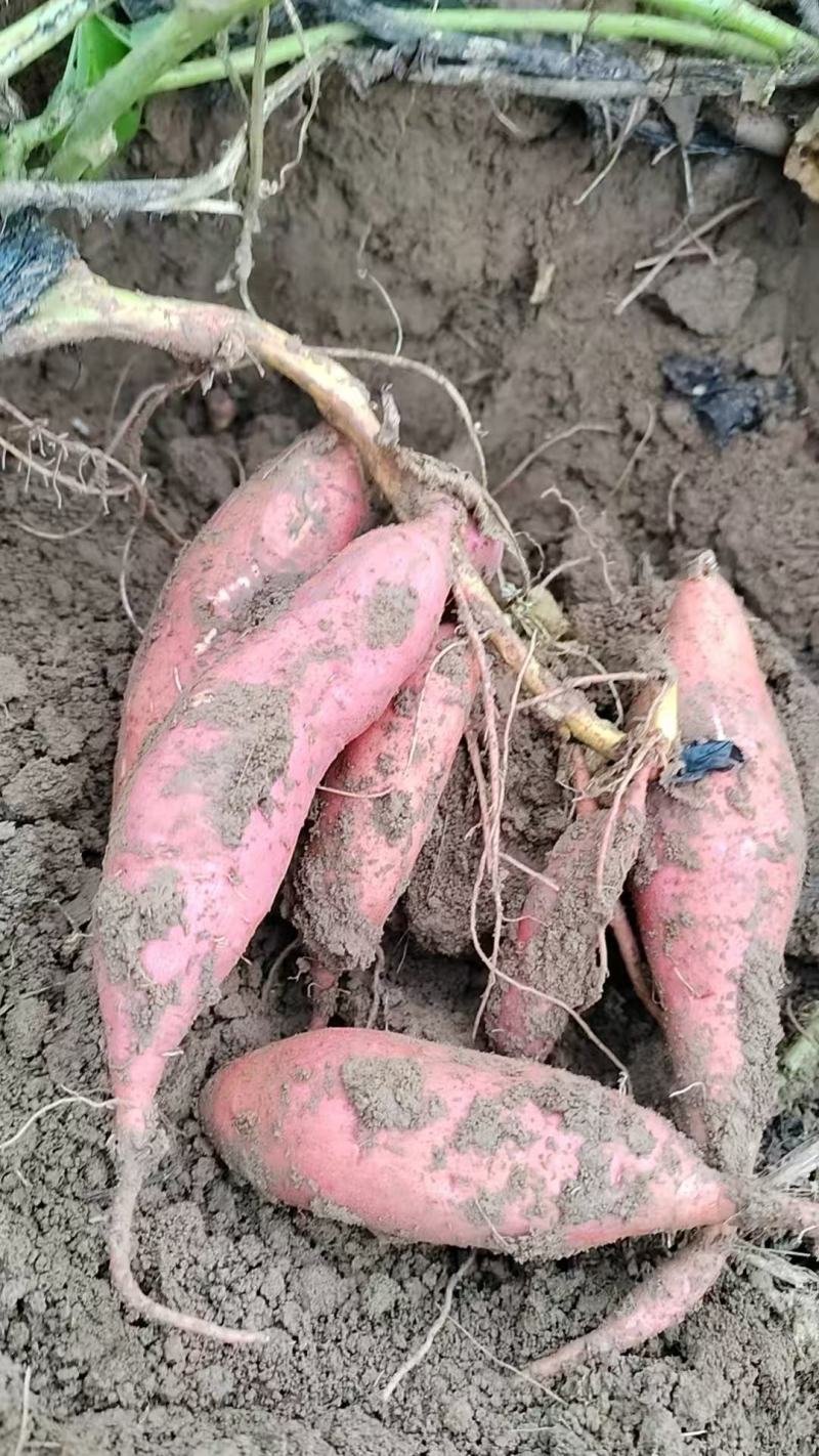 各类红薯大量供应
