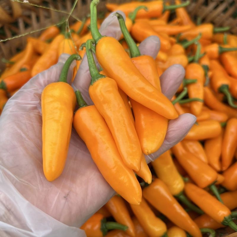 川椒465朝天椒辣椒种子高产抗病春秋季高辣度黄椒干椒蔬菜