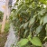 川椒465朝天椒辣椒种子高产抗病春秋季高辣度黄椒干椒蔬菜