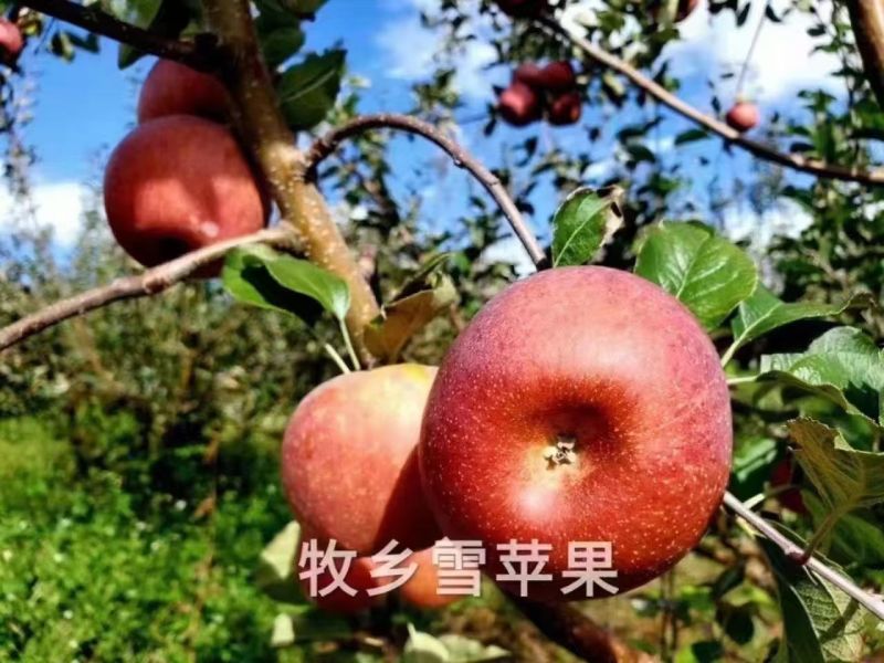 丽江丑苹果，自家种植，保质保量，诚信经营，量大从优