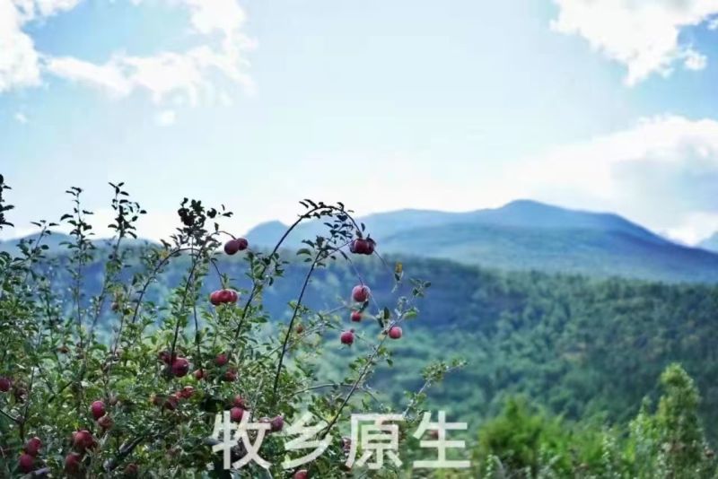 丽江丑苹果，自家种植，保质保量，诚信经营，量大从优