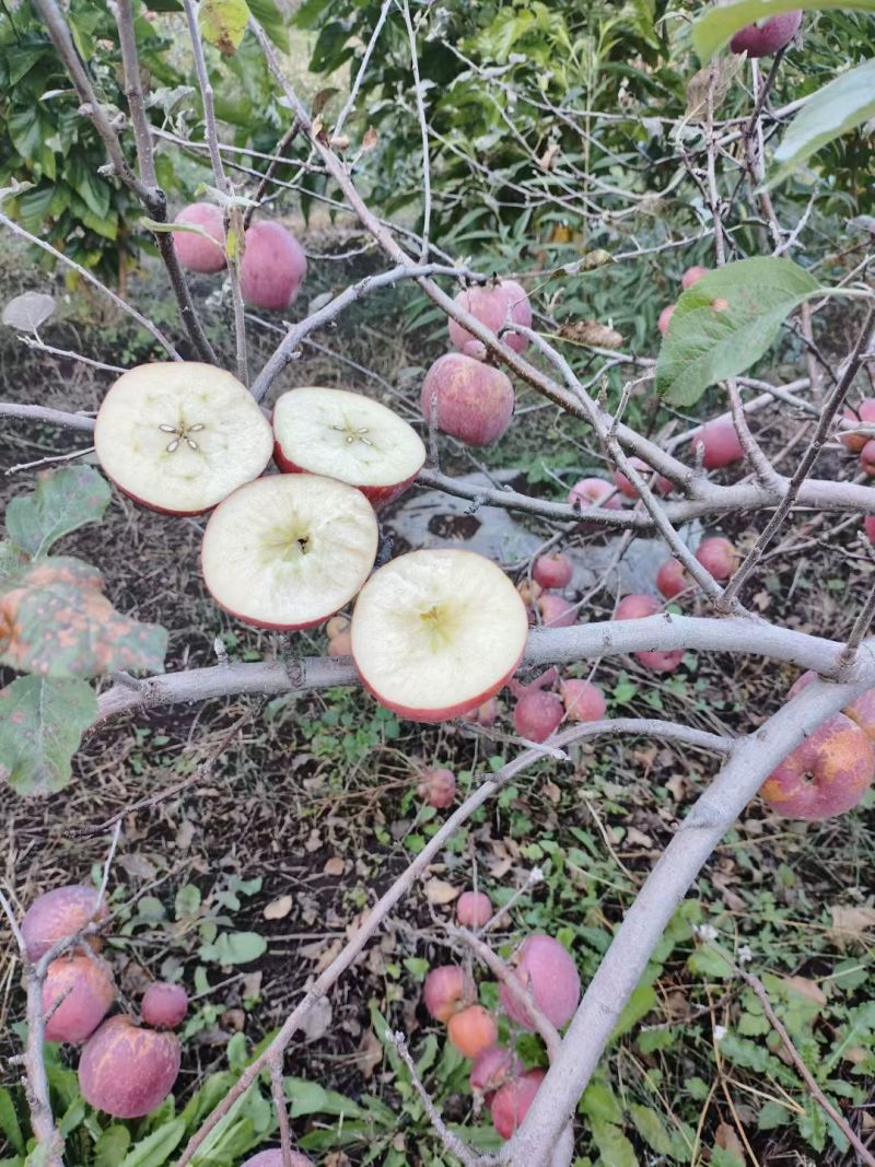 丽江丑苹果