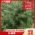 《陕西沙棘苗》一年沙棘苗/规格齐全品种齐全/根系发达便宜