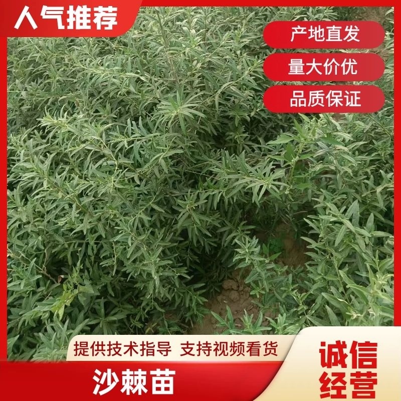 《陕西沙棘苗》一年沙棘苗/规格齐全品种齐全/根系发达便宜