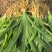 射干苗大量批发,现要现挖,基地直发,全国发货