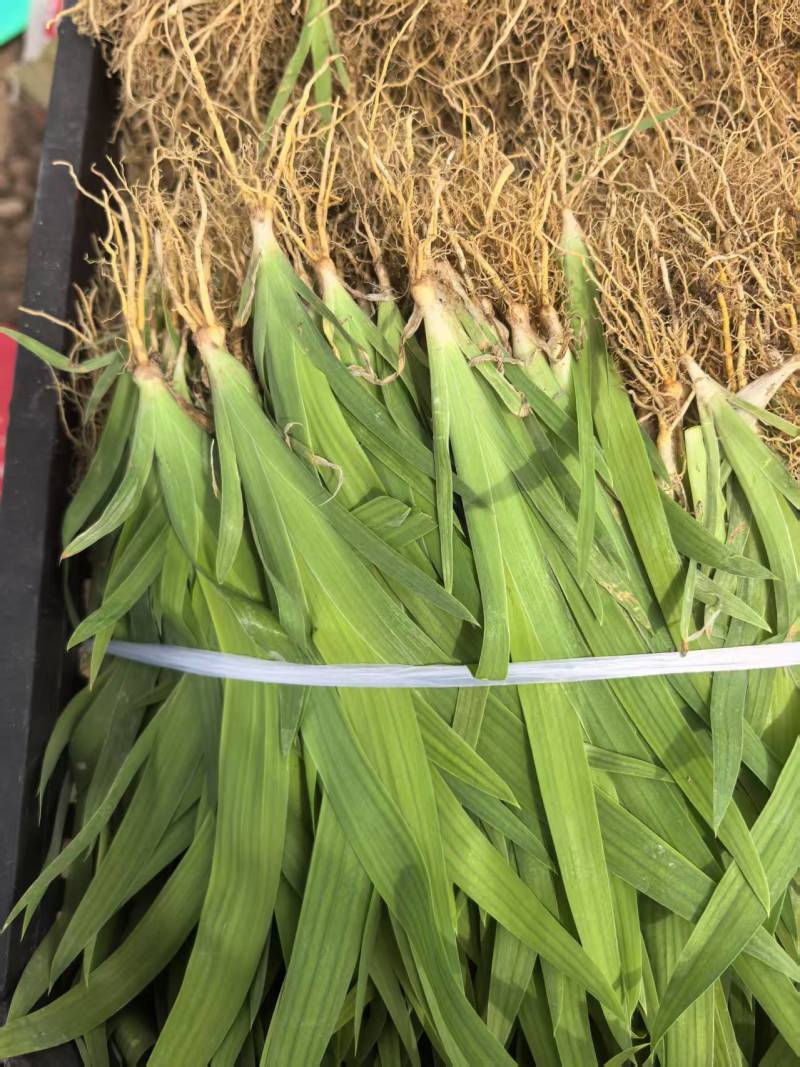 射干苗大量批发,现要现挖,基地直发,全国发货