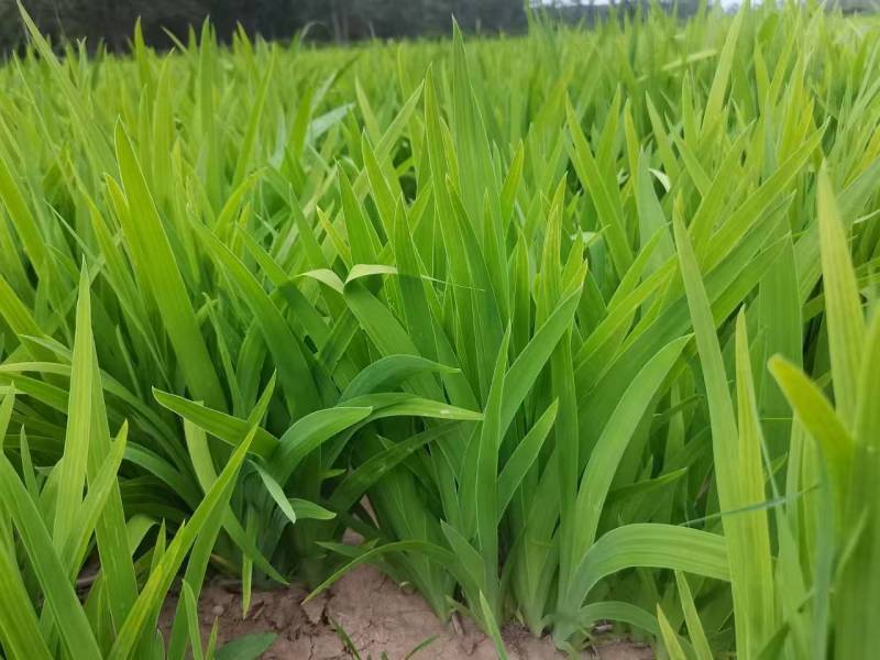 射干苗大量批发,现要现挖,基地直发,全国发货