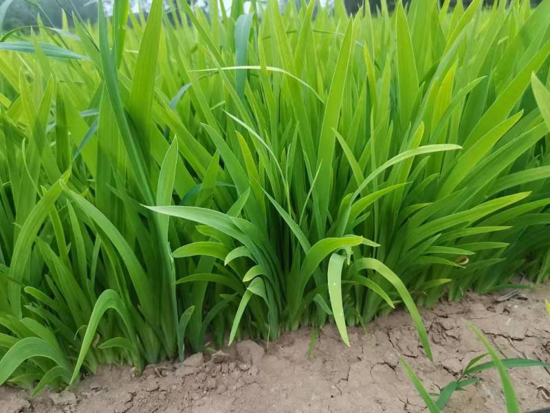 射干苗大量批发,现要现挖,基地直发,全国发货