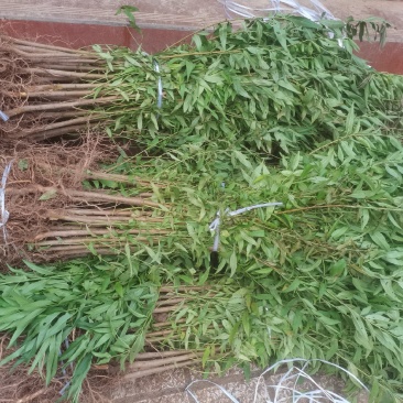 【推荐】实生桃苗山桃毛桃优质砧木基地直供现挖现发品质保证