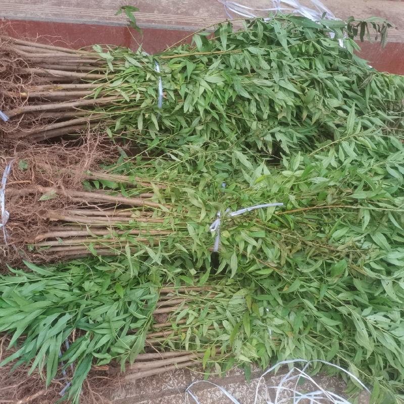【推荐】实生桃苗山桃毛桃优质砧木基地直供现挖现发品质保证