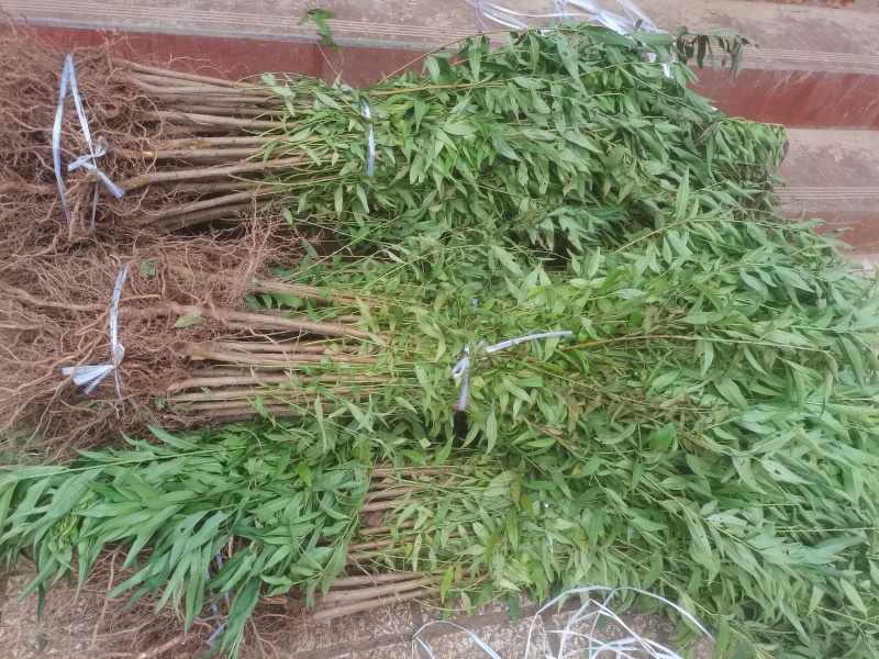 【推荐】实生桃苗山桃毛桃优质砧木基地直供现挖现发品质保证