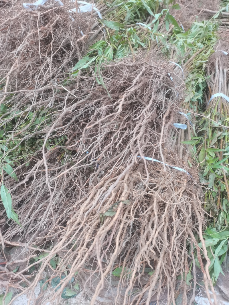 【推荐】实生桃苗山桃毛桃优质砧木基地直供现挖现发品质保证