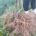 【实力推荐】苍溪县红心猕猴桃嫁接苗品质保证欢迎咨询下单