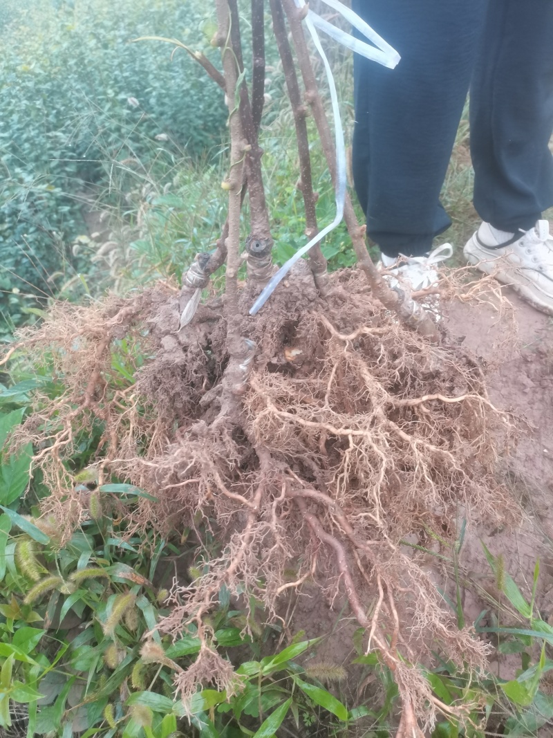 【实力推荐】苍溪县红心猕猴桃嫁接苗品质保证欢迎咨询下单