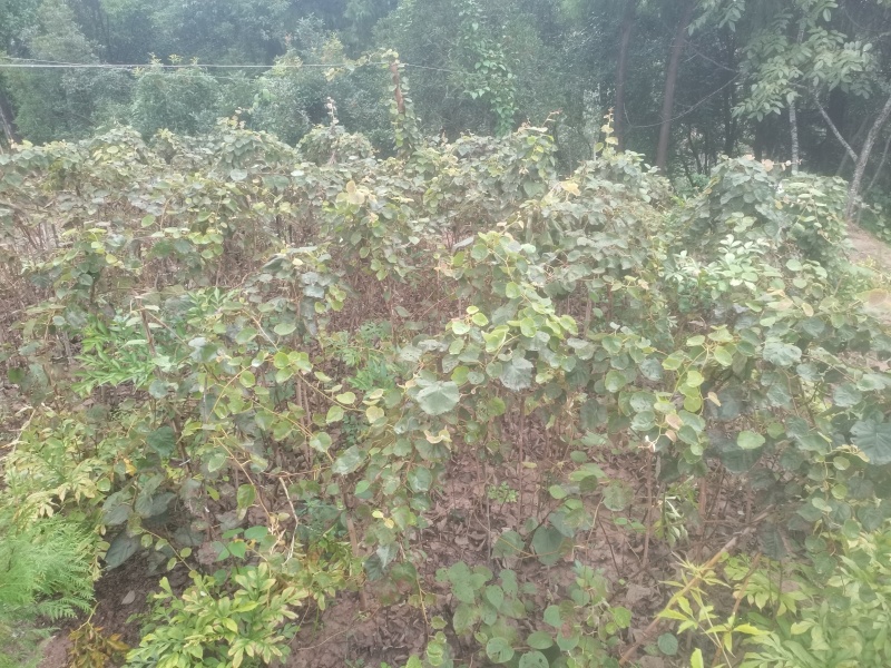 【实力推荐】苍溪县红心猕猴桃嫁接苗品质保证欢迎咨询下单