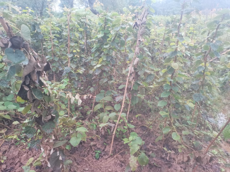 【实力推荐】苍溪县红心猕猴桃嫁接苗品质保证欢迎咨询下单