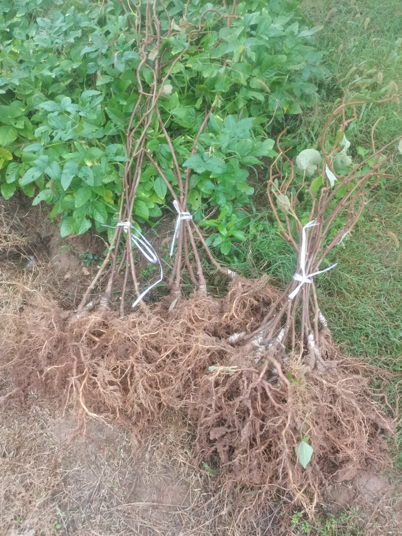 【实力推荐】苍溪县红心猕猴桃嫁接苗品质保证欢迎咨询下单