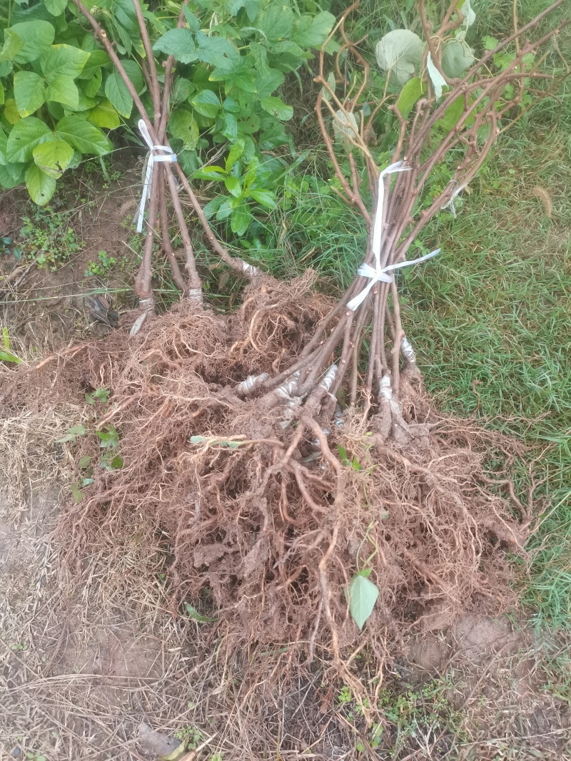 【实力推荐】苍溪县红心猕猴桃嫁接苗品质保证欢迎咨询下单