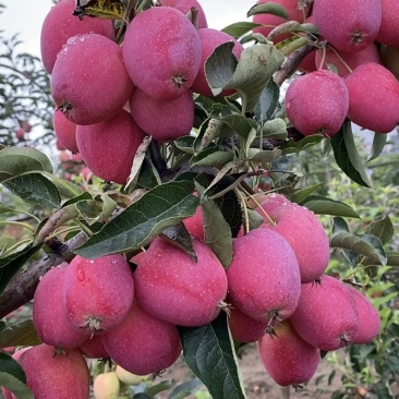 松山鸡心果
