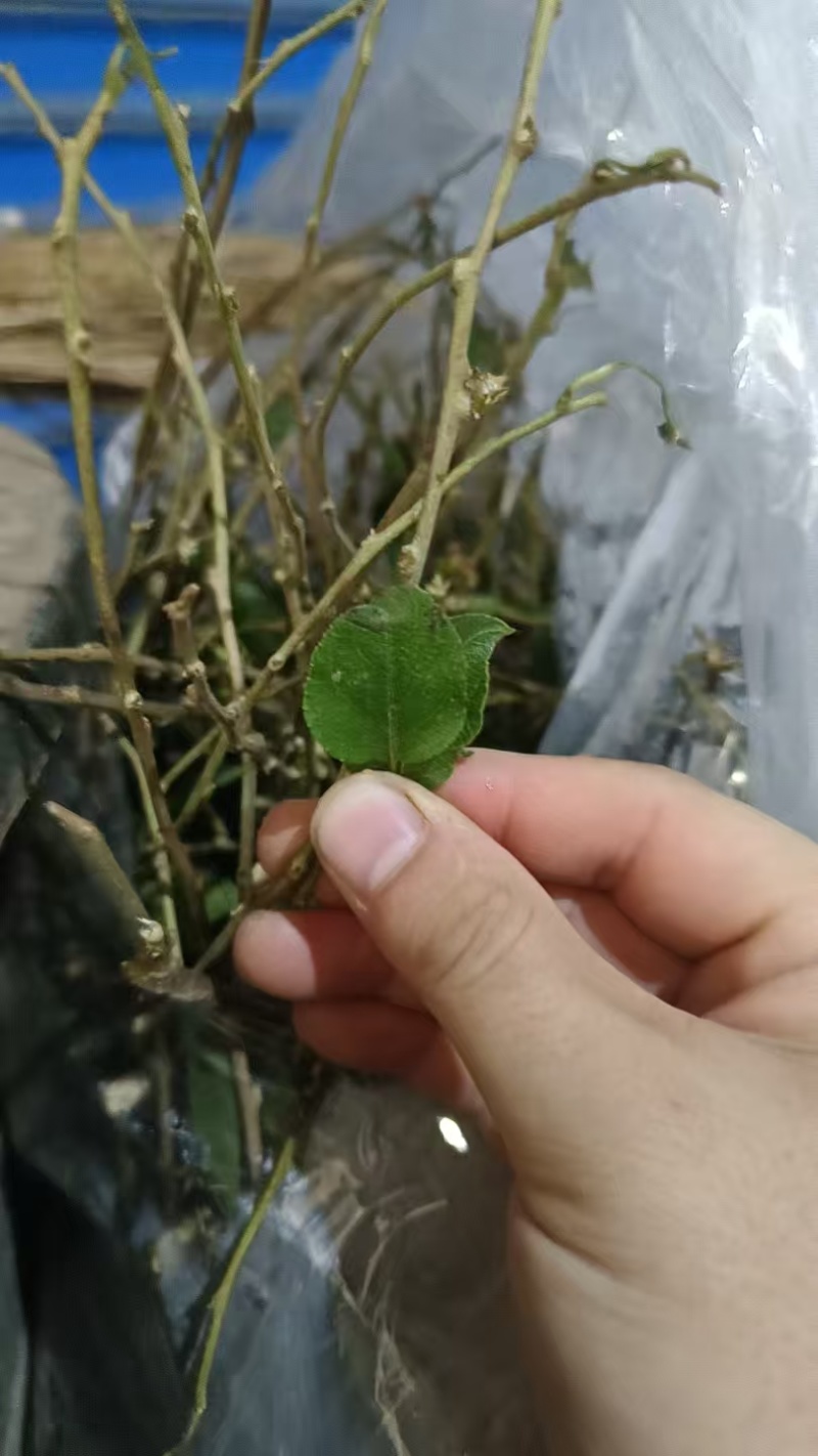 [热销]对鄂扦插水杨桃苗优质砧木根系发达抗逆性强基地直供
