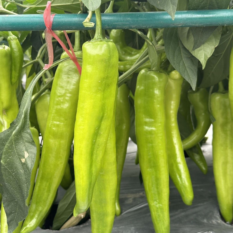川椒301辣椒种子春秋播大果牛角椒种籽耐热泡椒蔬菜种籽中