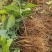 金果榄苗地苦胆青牛胆驯化土培特色绿植高产