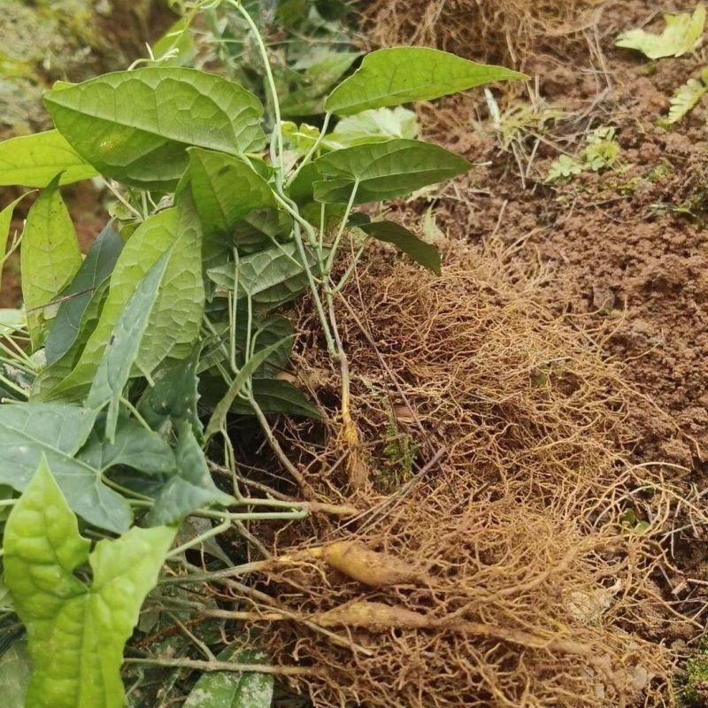 金果榄苗地苦胆青牛胆驯化土培特色绿植高产