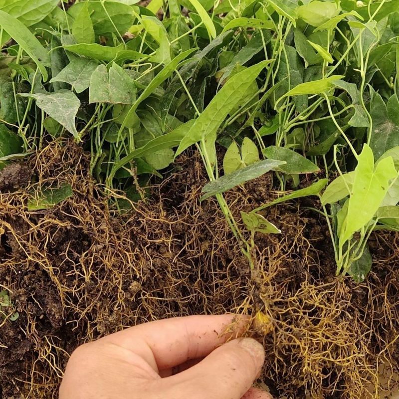 金果榄苗地苦胆青牛胆驯化土培特色绿植高产