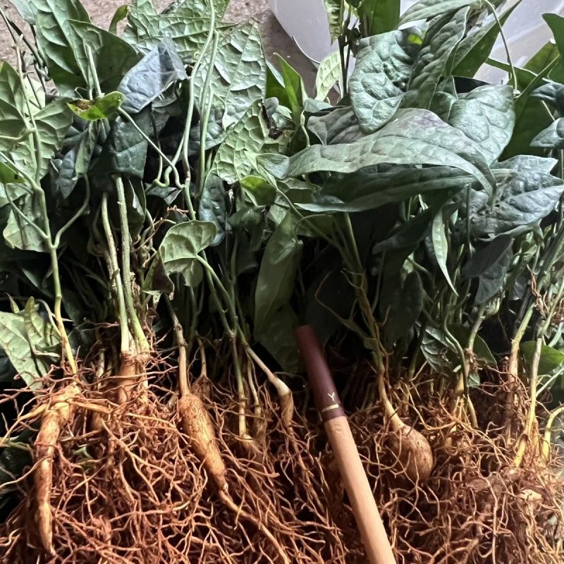 金果榄苗地苦胆青牛胆驯化土培特色绿植高产