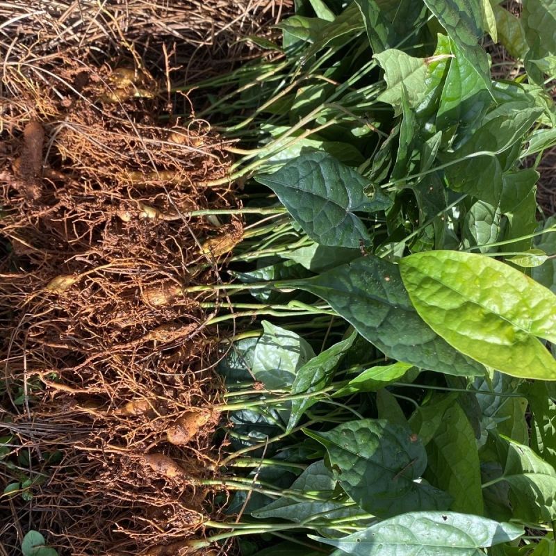金果榄苗地苦胆青牛胆驯化土培特色绿植高产