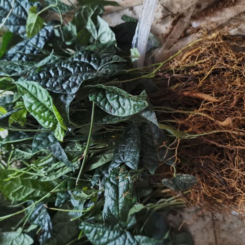 金果榄苗地苦胆青牛胆驯化土培特色绿植高产