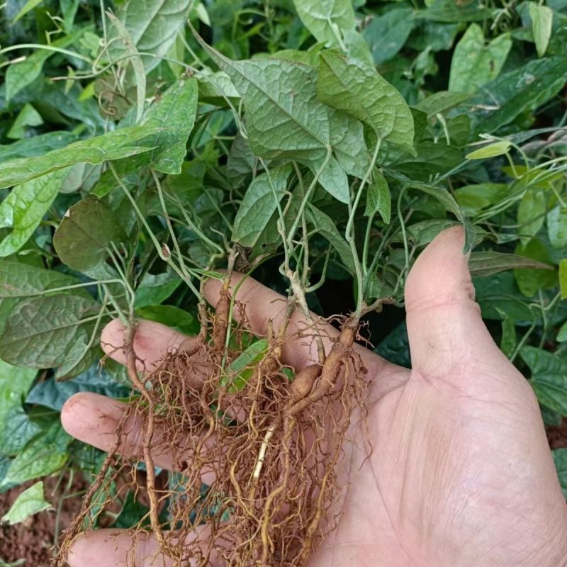 金果榄苗地苦胆青牛胆驯化土培特色绿植高产
