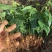 金果榄苗地苦胆青牛胆驯化土培特色绿植高产