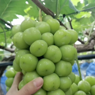 葡萄