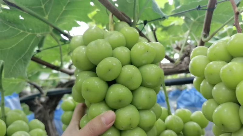 葡萄