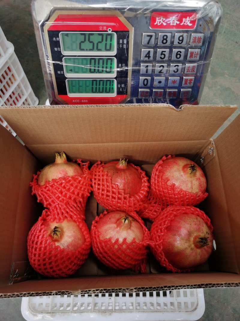 云南突尼斯软籽石榴（果子净重2.5公斤）
