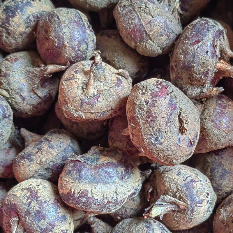 新鲜现挖马蹄荸荠量大优惠！电商，市场，加工货都有！发全国
