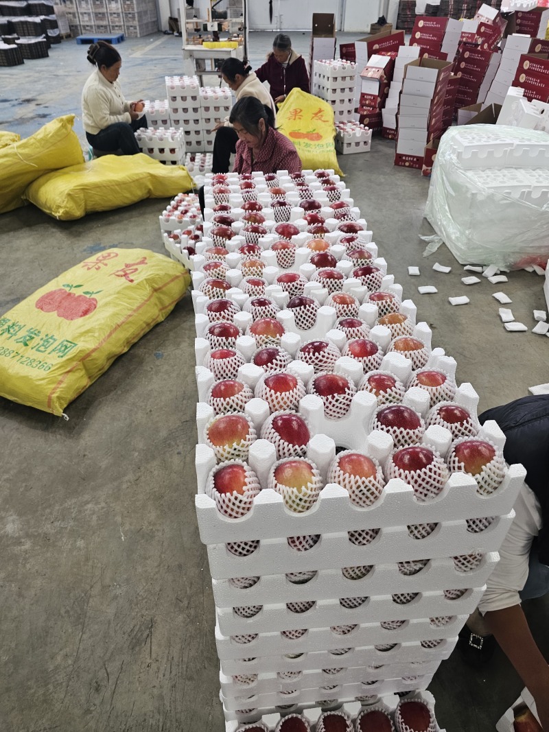 昭通苹果