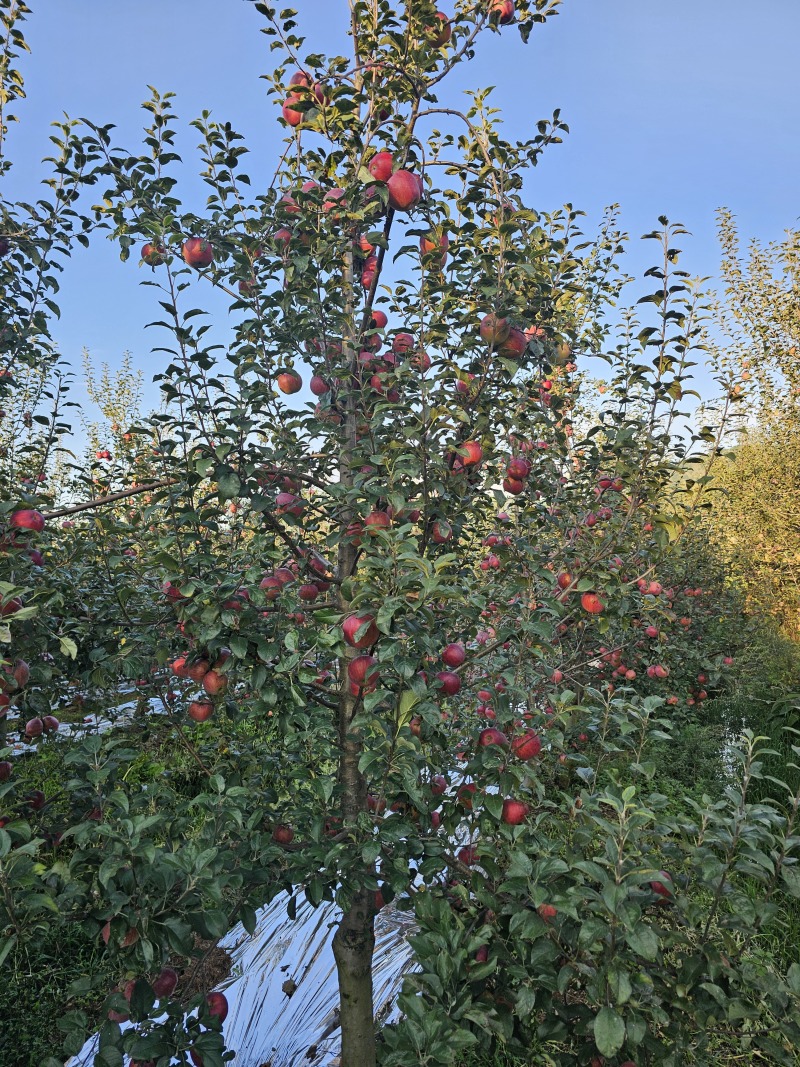 昭通苹果