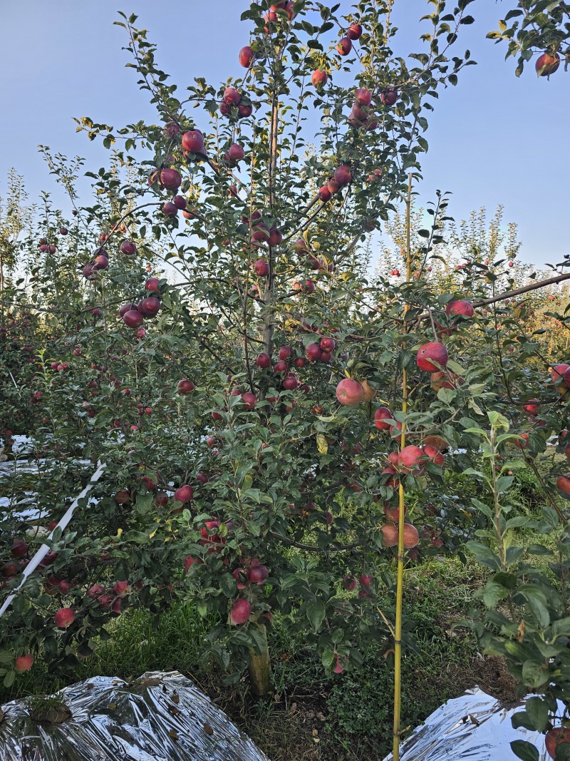 昭通苹果