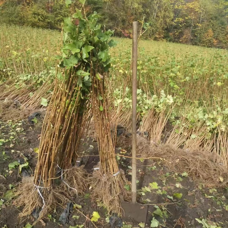 黑龙江黑加仑苗大量接单产地直发量大从优欢迎来电